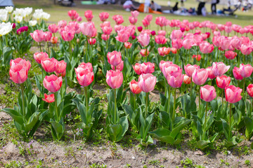 Field of blooming tulips under natural sunlight.