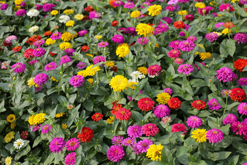 Colorful zinnias in full bloom