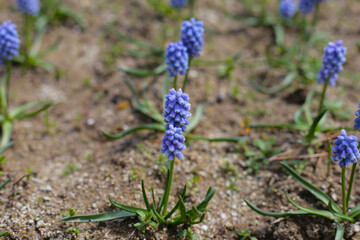 Grape Hyacinth, Muscari armeniacum flower