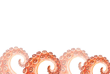 Tentacle seafood horizontal border with curled watercolor octopus arms on white background. Top area left for text. Perfect for packaging, menus, headers, or marine themed promotions © Evgeniia