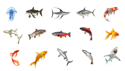 Jellyfish expanding Expands its bell to gather water and increase movement. full length isolate on transparent background