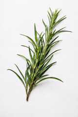 rosemary on a white background