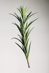 close up of rosemary