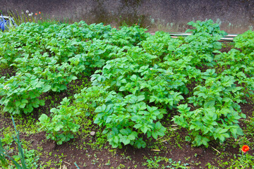 Potato plants growing in the garden