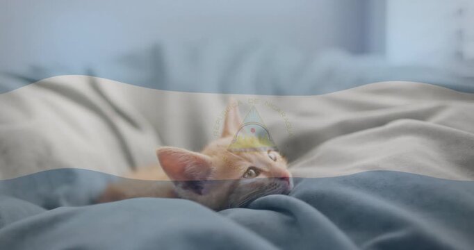 Nicaraguan flag overlay waving kitten lifting head tracking stimulus tucking under gray blue cover