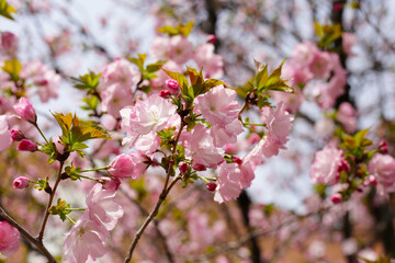 Branches of sakura flowers, cherry blossom