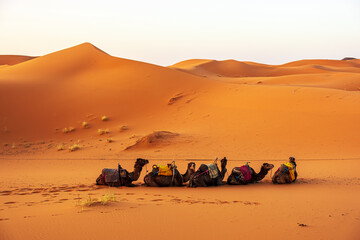 camels in the desert