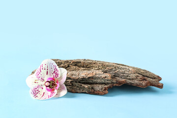 Fototapeta premium Tree bark with beautiful orchid flowers on blue background