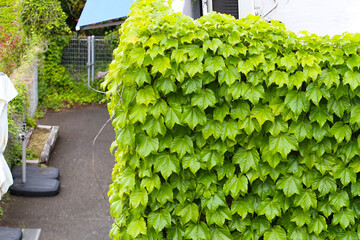 Glossy green Boston ivy leaves covering a wal