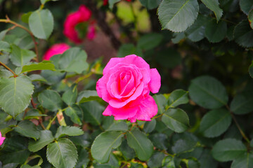 Beautiful roses in full bloom at the Japanese Rose Garden.