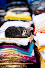 Cat sleeping on pile of clothes in Marrakesh medina