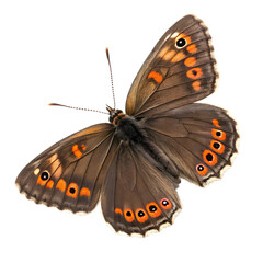 Brown Butterfly with Orange and Black Ocellus Isolated PNG