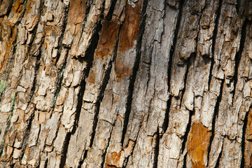 Rough tree bark with deep cracks and natural textures.