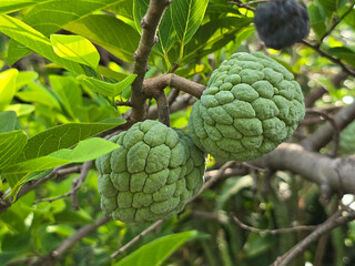 fresh green sugar apple fruit tree in the garden