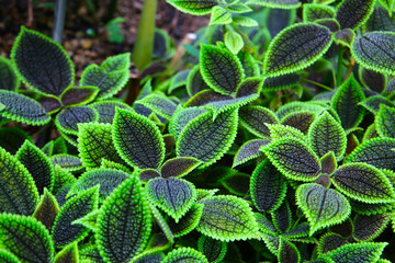 Pilea involucrata Moon Valley, Black and green leaves