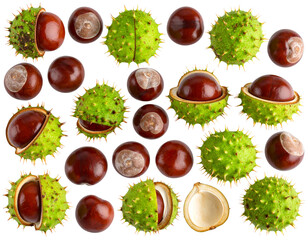 “Horse Chestnut Seeds with Spiky Green Shells, Isolated PNG”.