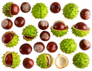  “Horse Chestnut Seeds with Spiky Green Shells, Isolated PNG”.