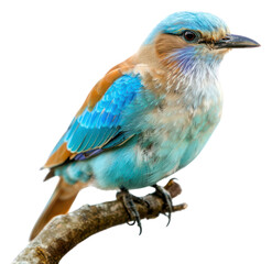 Fototapeta premium PNG Colorful bird perched on branch