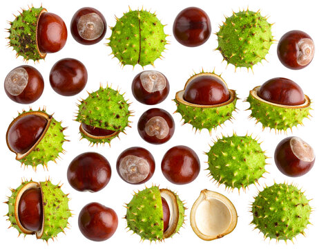  “Horse Chestnut Seeds with Spiky Green Shells, Isolated PNG”.