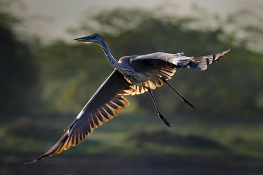 Flamingos at Bhigwan,Pune.