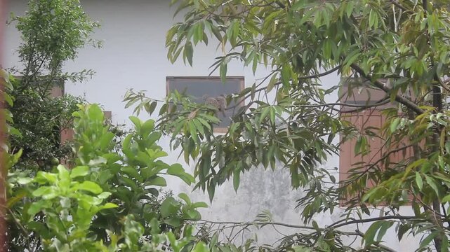 two turtle doves perched on a tree and alone together
