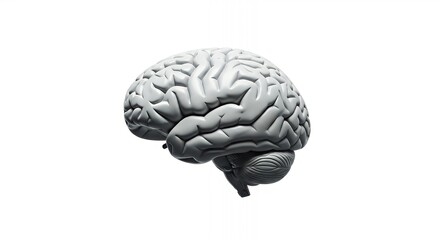 Gray Human Brain Model Floating in White Space