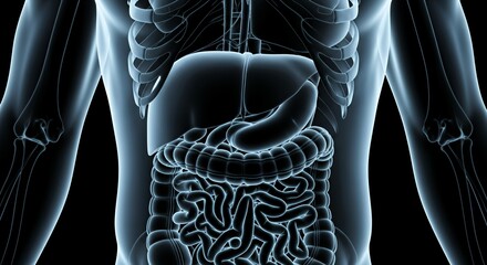 Human Digestive System Illustration Showing Intestines and Organs in Body
