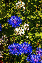 blue flowers in the garden