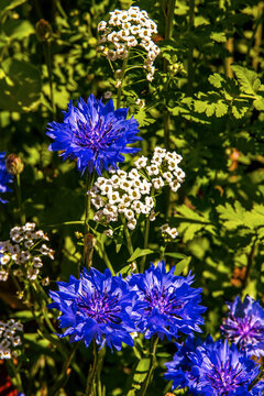 blue flowers in the garden