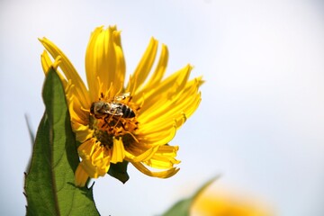 Silphie - Energiepflanze und Bienenweide Biogasanlage
