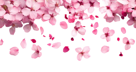 PNG Cherry blossom petals falling blossoms background flowers.