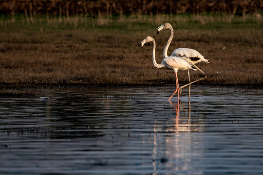 Flamingos at Bhigwan,Pune.