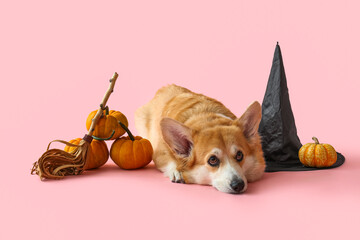 Cute Corgi dog with witch hat and Halloween decorations lying on pink background