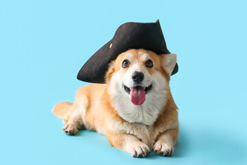 Cute Corgi dog in Halloween pirate hat lying on blue background