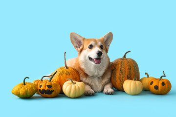 Cute Corgi dog with different Halloween pumpkins lying on blue background