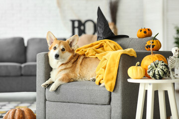 Cute Corgi dog with witch hat and Halloween decoration lying on sofa at home
