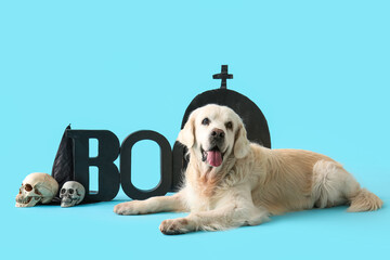 Cute Labrador dog with Halloween decorations and word BOO lying on blue background