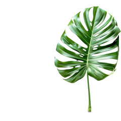 Lush, vibrant green tropical leaf. Detailed illustration of a large, deeply veined monstera leaf, isolated against a stark black background