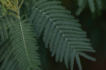 Close-up of delicate green fern-like leaves with soft lighting and dark background, showing intricate symmetry and natural detail ideal for botany, nature, and foliage photography