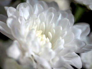 Fototapeta premium delicate white fragile chrysanthemum petals on a blurred background