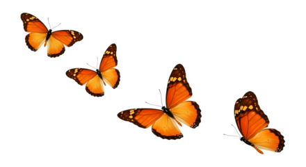 Four Monarch Butterflies in Flight, Abstract transparent background, Dramatic, Mystical, Nature Photography