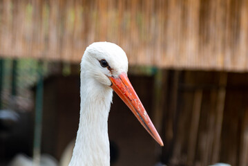 a beautiful white stork lives in the zoo of Tashkent. High quality photo