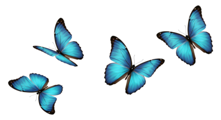 Four Vibrant Blue Morpho Butterflies in Flight, transparent background, Serene and Elegant Stock Image