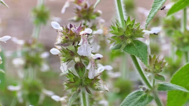 Bumblebee (Bombus spp.) Collecting Nectar and Pollen from Flower &ndash; 120fps Slow Motion Footage