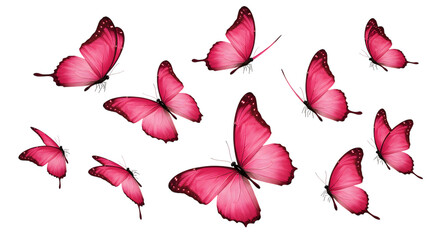 Hot Pink Butterflies: Abstract transparent background, Elegant, Romantic,  Festive,  Whimsical,  Nature Stock Photo