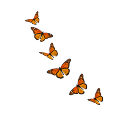 Elegant Monarch Butterflies in Flight:  Abstract transparent background, Serene Spring Mood