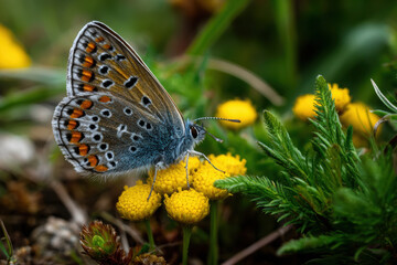 Close-up view of a butterfly resting on a wildflower