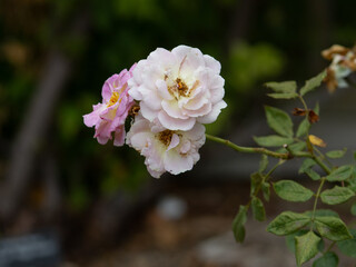White and Pink Roses in Bloom – Closeup of Elegant Garden Flowers