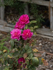 Cluster of Pink Roses in bloom – Garden flowers in natural light