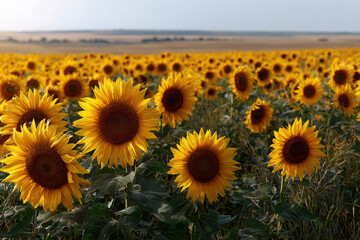 Golden sunflowers bloom under a bright blue sky in summer